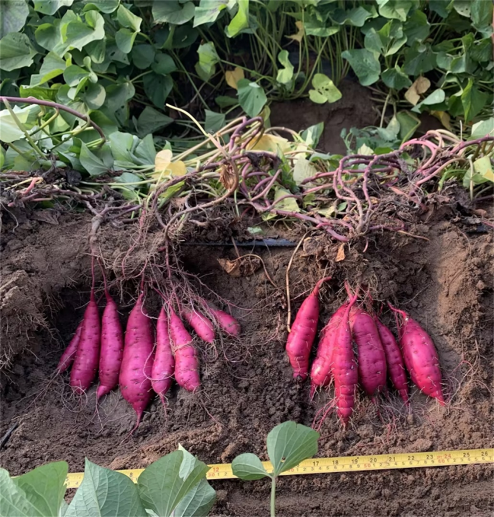 99905���ӹٷ�(�й���)���޹�˾��վ