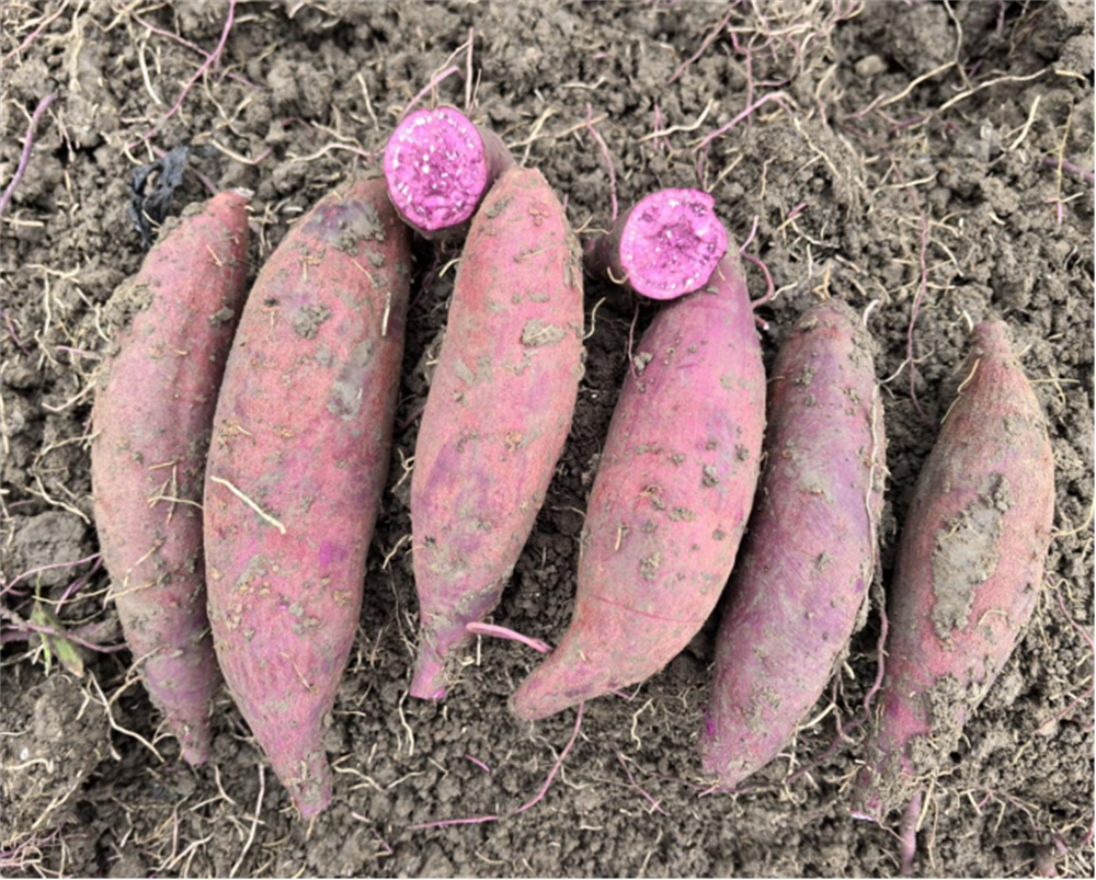 99905���ӹٷ�(�й���)���޹�˾��վ