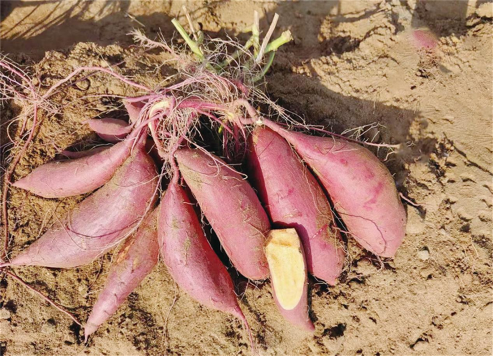 99905���ӹٷ�(�й���)���޹�˾��վ